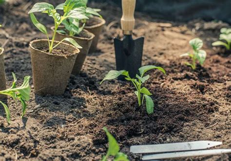 Kako se kladiti uživo: 7 glavnih savjeta za početnike.